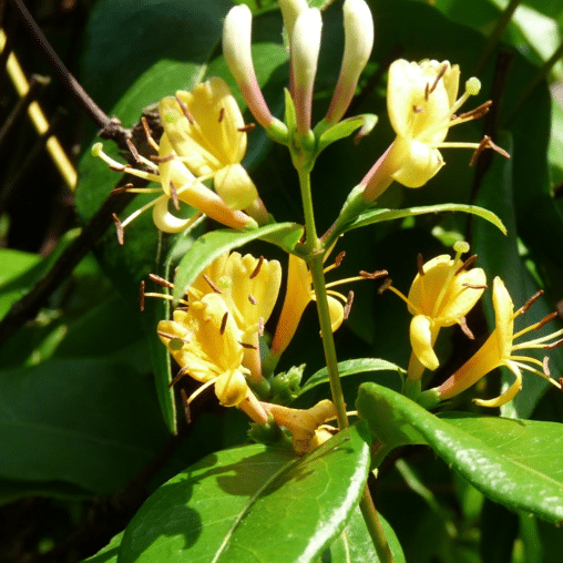 Lonicera henryi 'Copper Beauty'